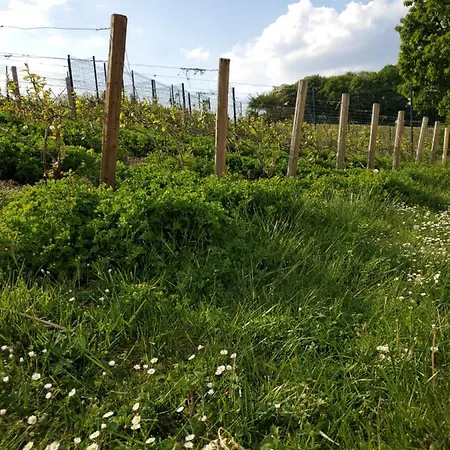 à La Croisée Des Louvières - Sur Oger Le Mesnil-sur-Oger